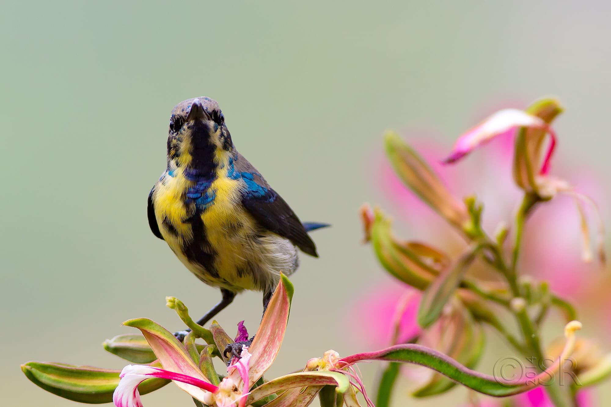 TJ2A7265-sunbird-eclipse-front