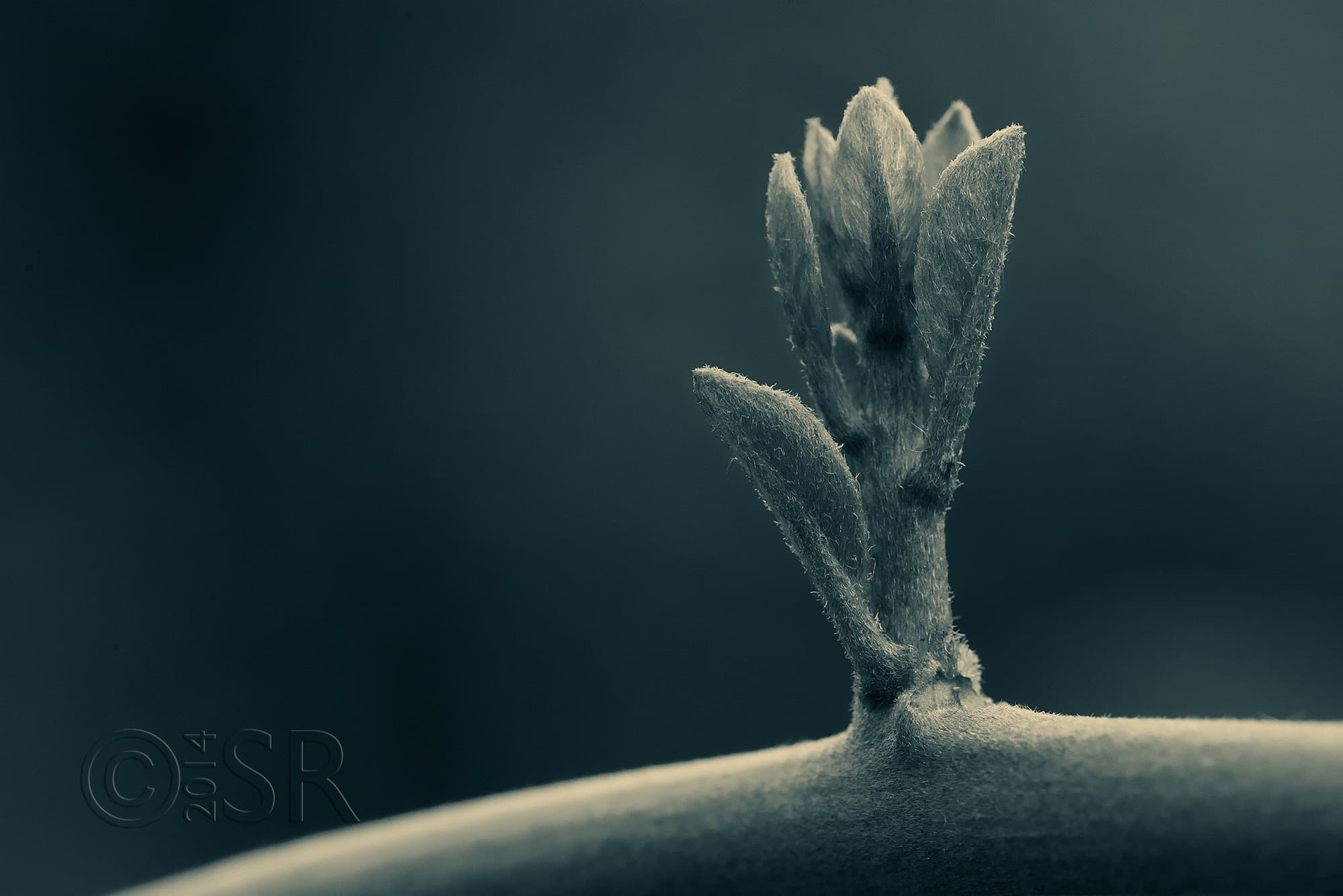 TJ2A7289-macro-splittone