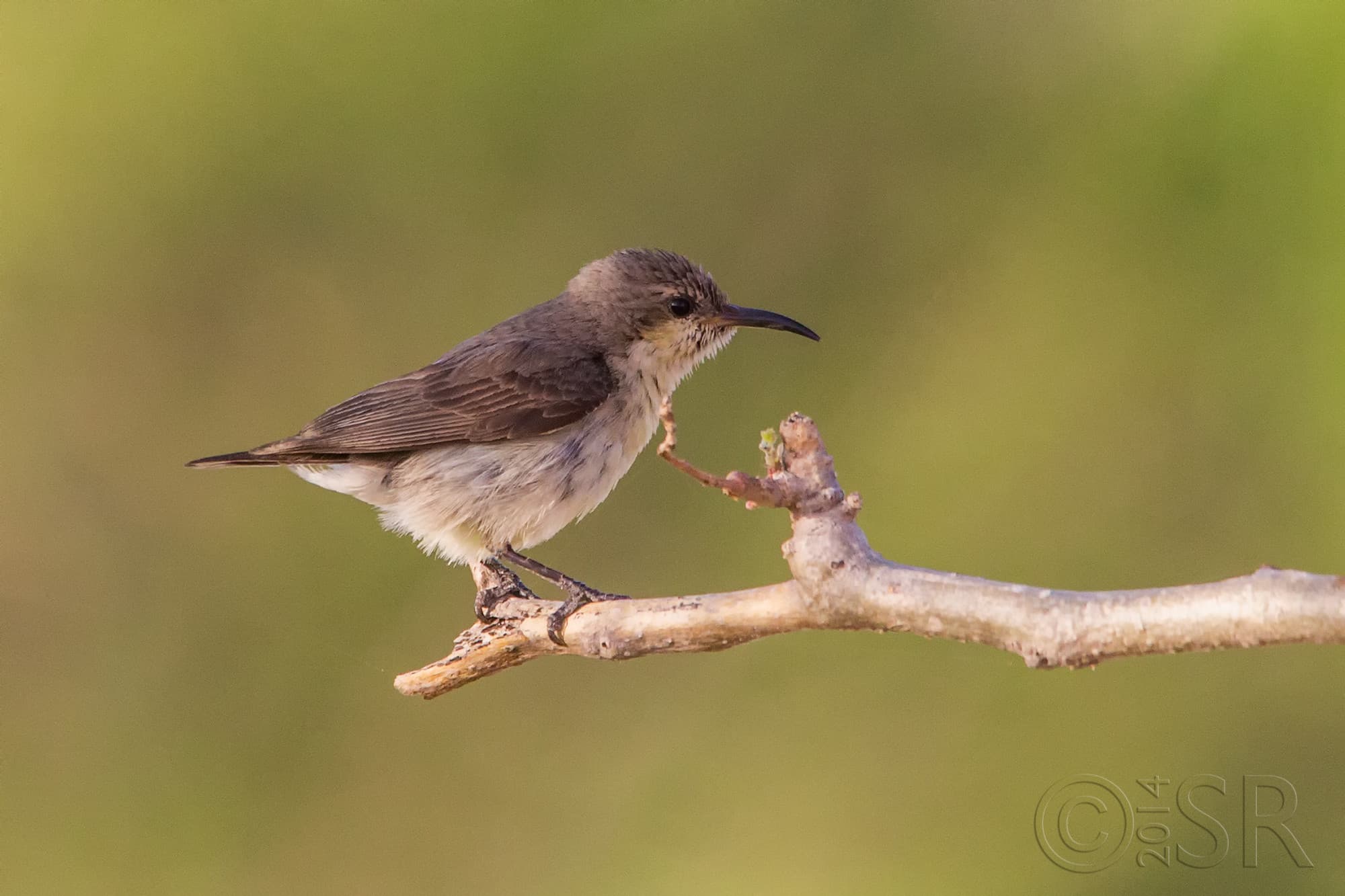 TJ2A7763-sunbird-female
