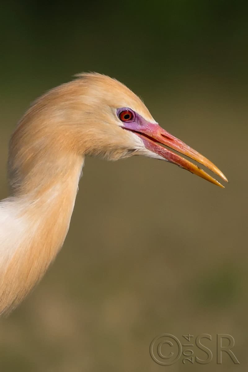 TJ2A8842-cattle-egret-portrait