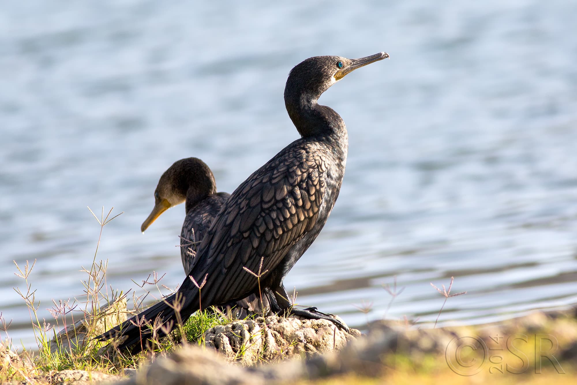 TJ2A9416-little-cormorant