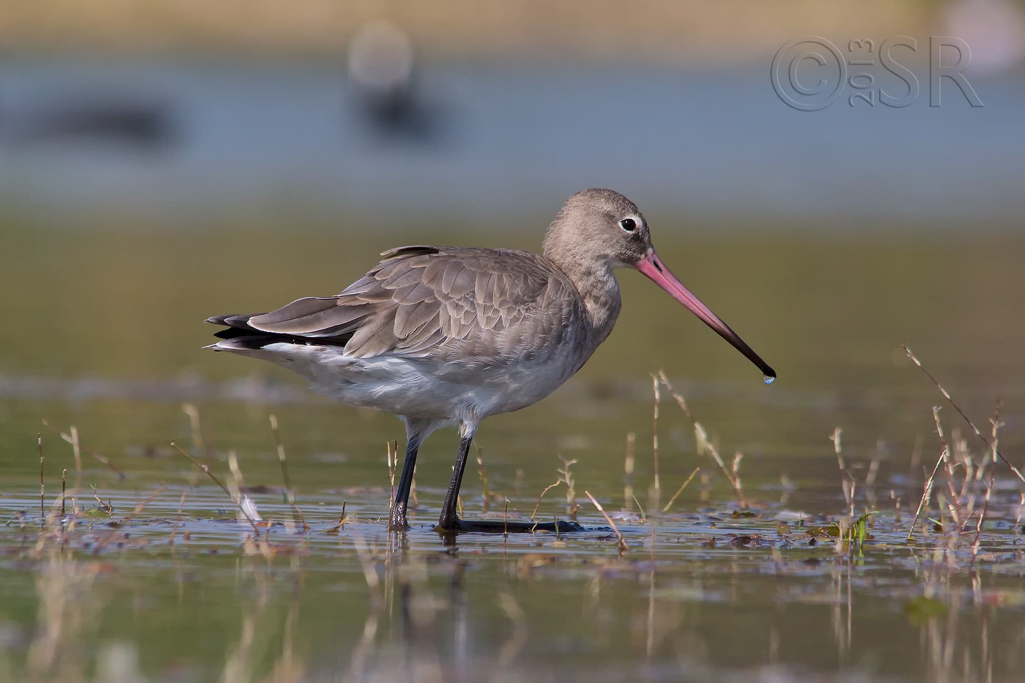 TJ2A9589-black-tailed-godwit