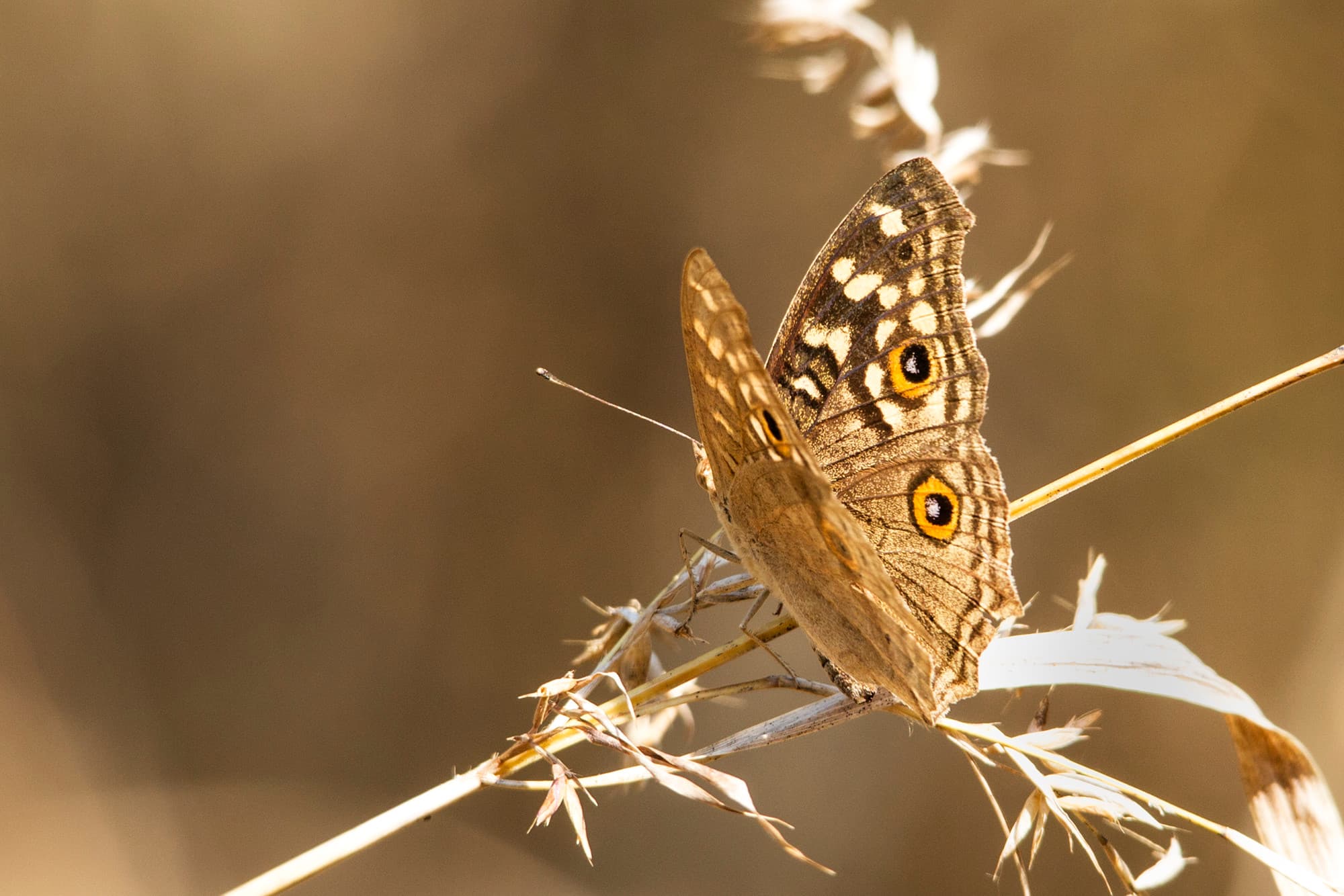 TJ2A9917-butterfly-lemon-pansy