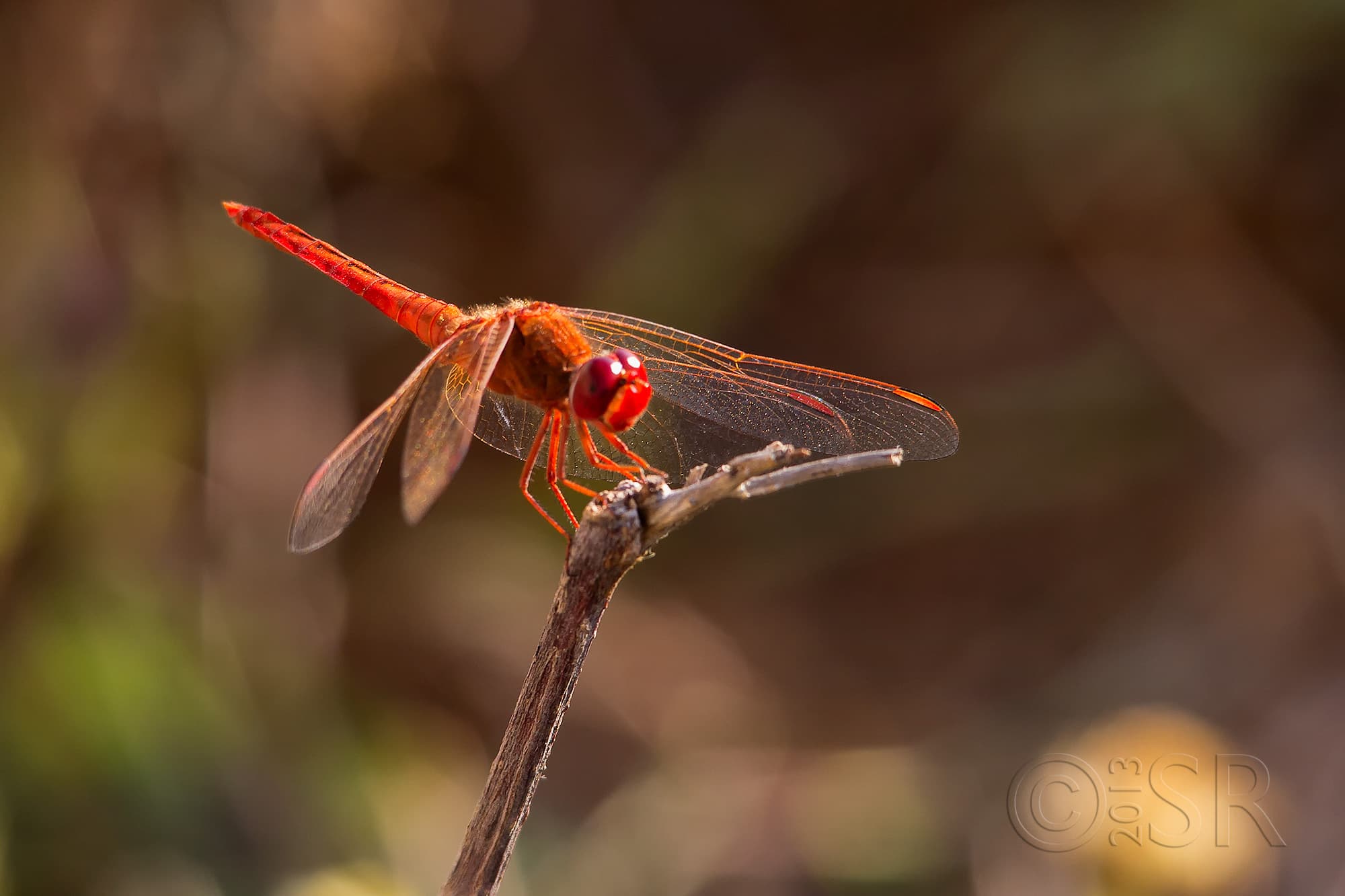 TJ2A9985-dragonfly-pink-orange