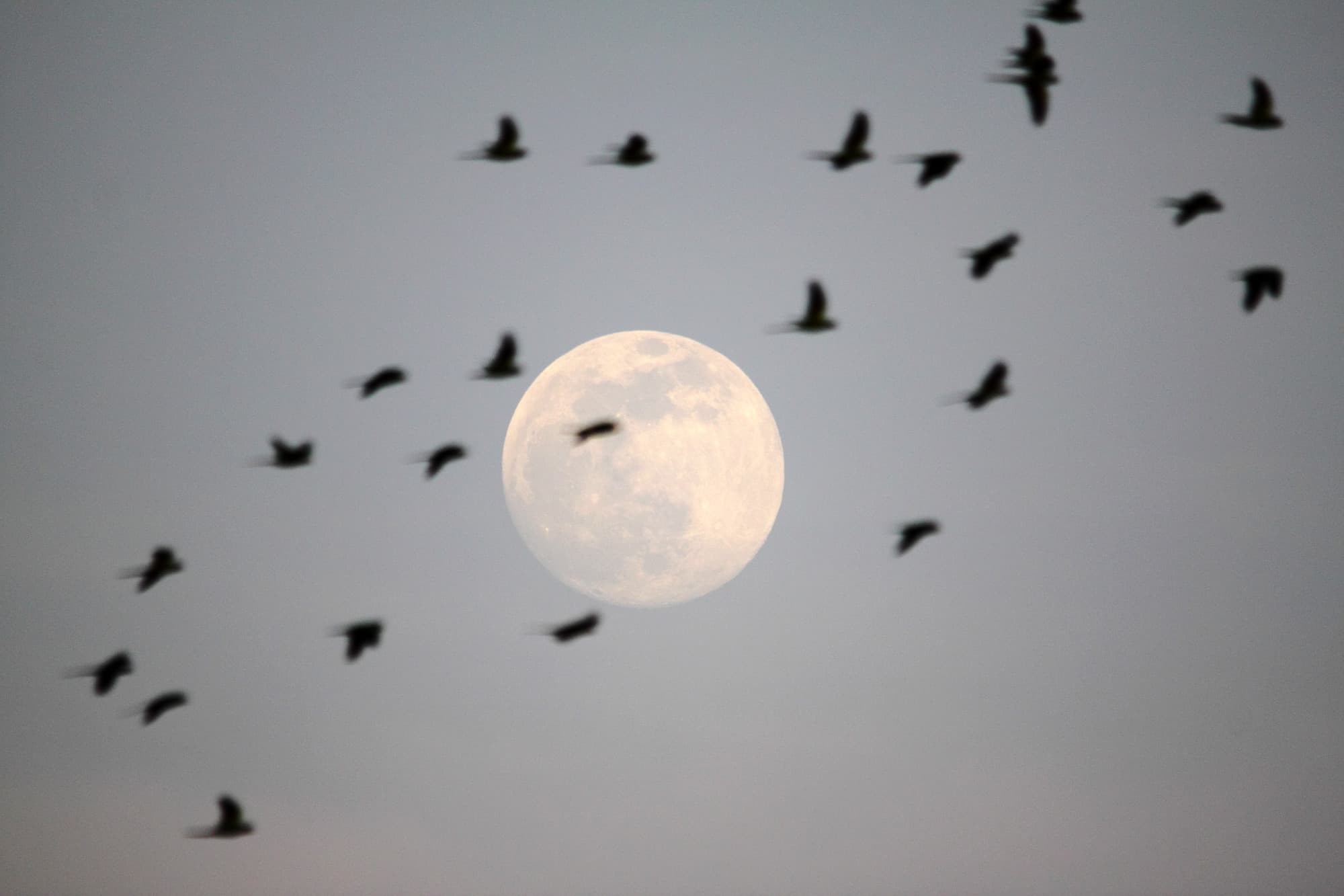 _MG_2286-super-moon-birds